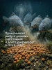 Бойлы пылящие Carptravel насадочные Набор 14мм 600 г (кукуруза,слива,клубника,цитрус,т.орех,м.краб) 111